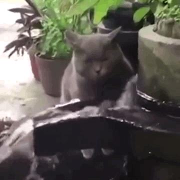 猫咪能明白人在哭吗,猫咪长大了一点为什么还总是叫