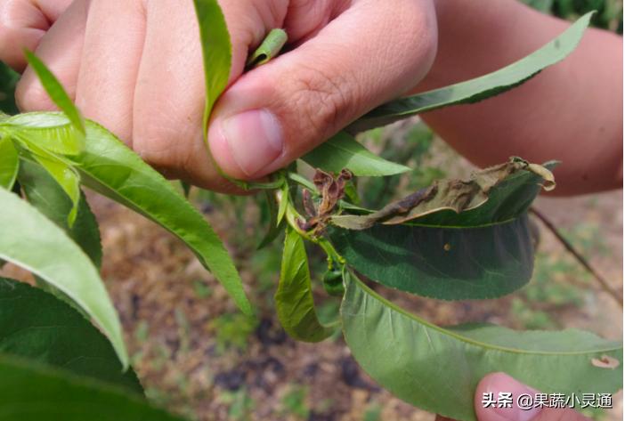 梨小食心虫蛀果过程,危害梨果实的害虫