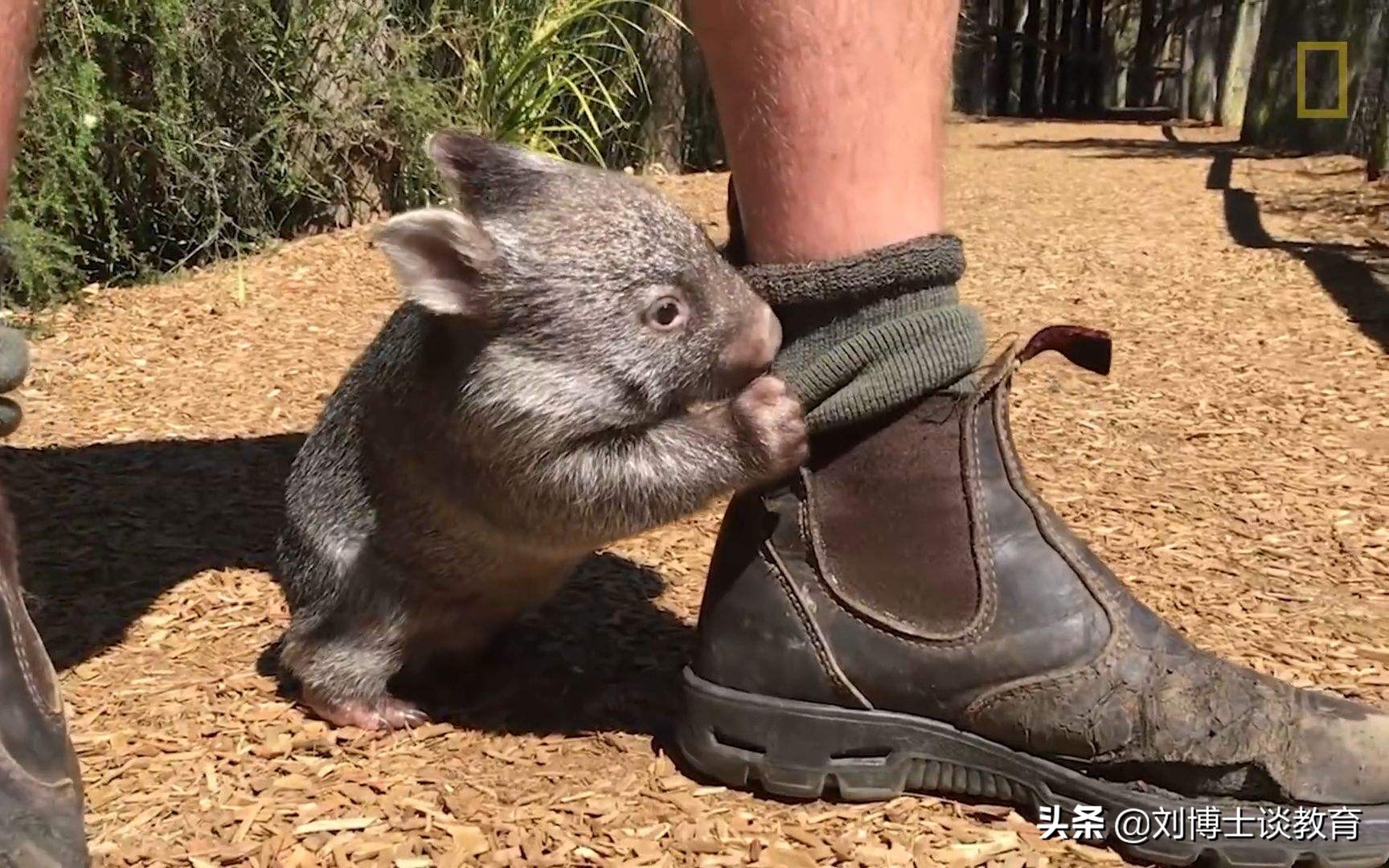 袋熊为什么会拉方形便便,袋熊为什么可以拉出方形便