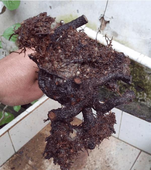 茶花掉叶子是怎么了,茶花掉绿叶子