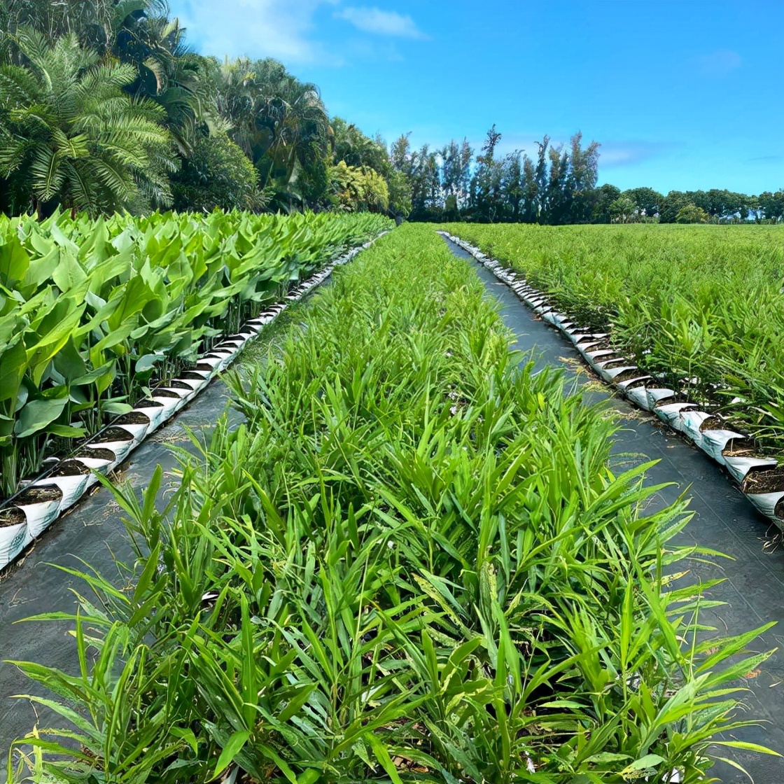 如何在美国种植生姜,露台生姜种植方法图解