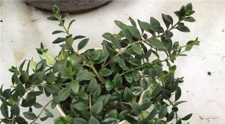 养吊兰的所有问题,吊兰为什么养一段就不茂盛了