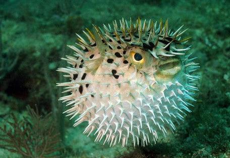 中了河豚毒怎么办,河豚的毒是怎么解