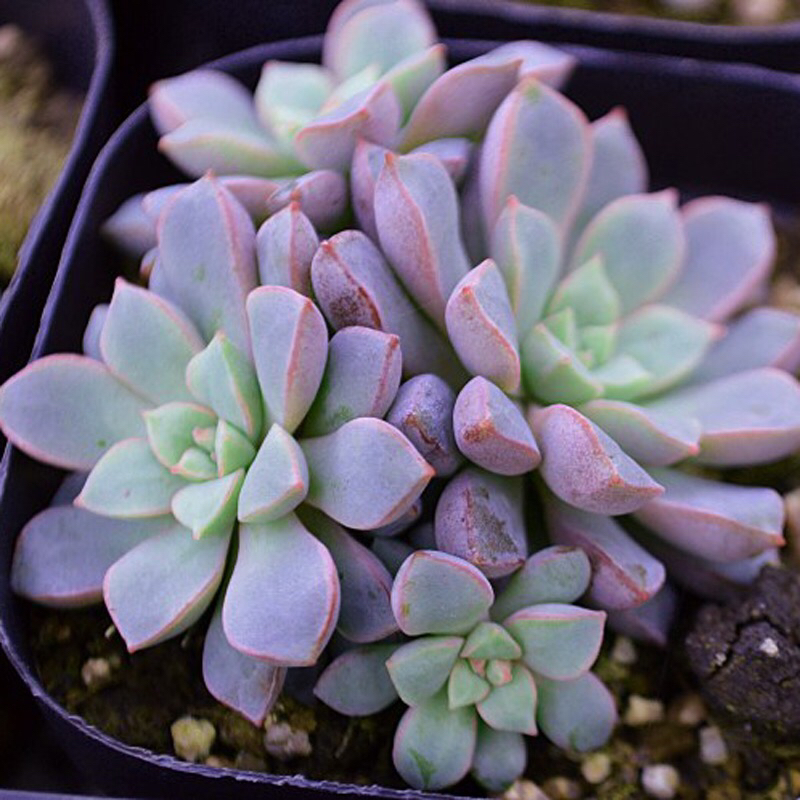 多肉植物掉叶什么情况用肥,多肉植物为什么老是掉叶子