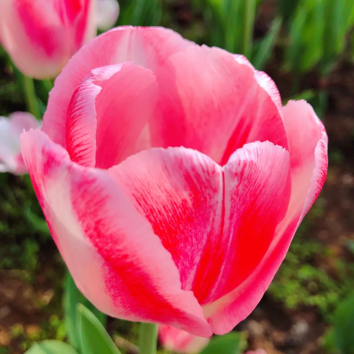 粉色郁金香花语搭配粉色玫瑰,郁金香的花貌和郁金香的花语