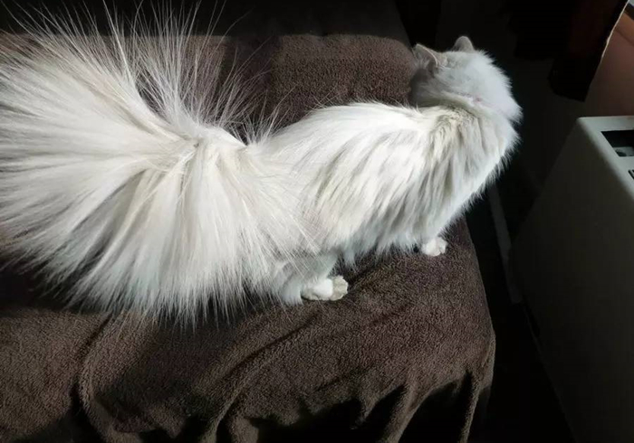 猫静电吸灰小妙招,冬天撸猫有静电怎么办