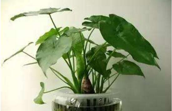 滴水观音放卧室对人体有什么伤害,滴水观音放在房间里对身体有害吗