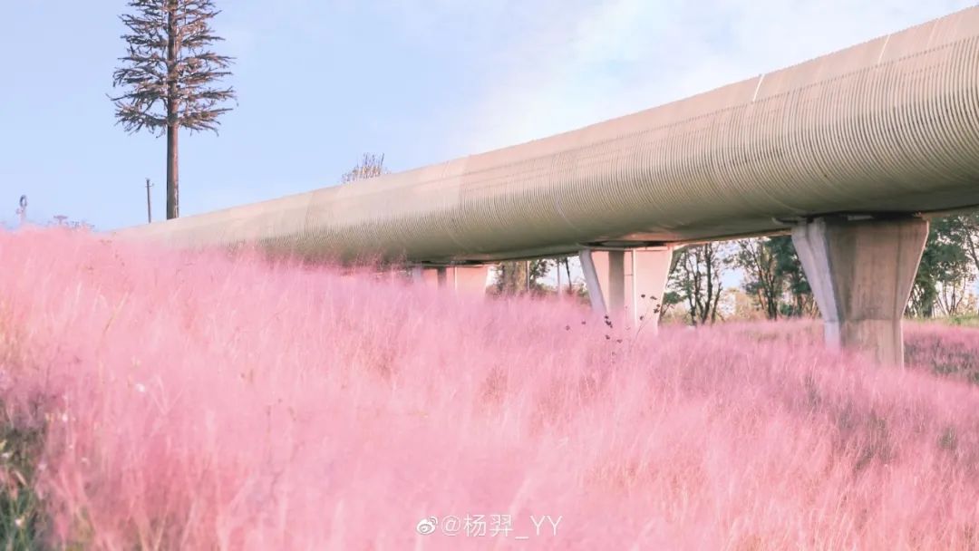 粉黛乱子草红了！成都周边这6个地方，不收门票这周就能去