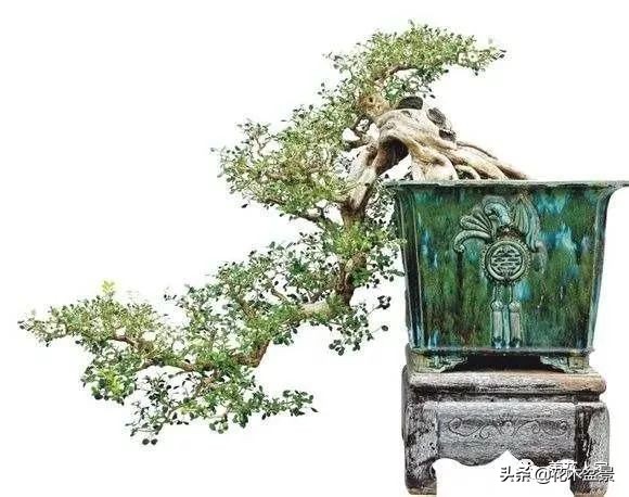 家有黄杨世代栋梁是指哪种黄杨,家有黄杨代代出栋梁