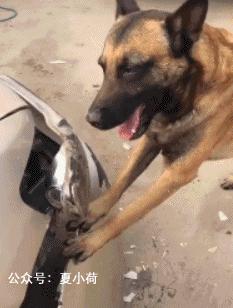 每天笑不停:据说狗肉和黄酒最配,今天晚上我就打算尝尝!