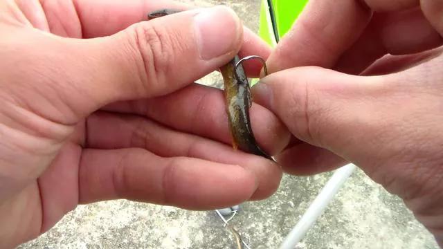 饱受争议的泥鳅钓鱼,为什么不准使用泥鳅钓法