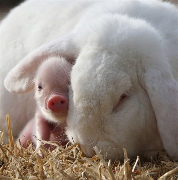 仔猪白肌病症状与治疗,仔猪黄疸母猪怎么治疗