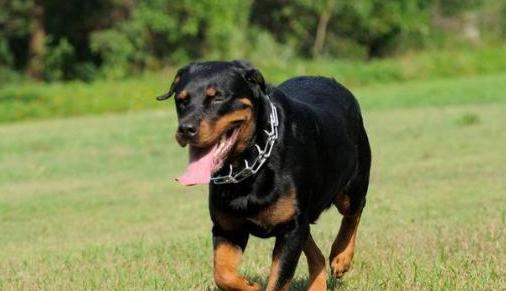 为什么人们无视禁养令，也要养“罗威纳”？也许是因为这6点