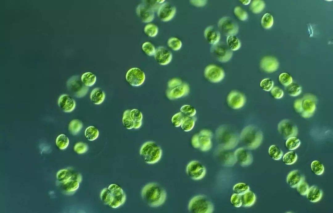 朋友还是敌人：如果没有微生物，地球会变得怎么样？