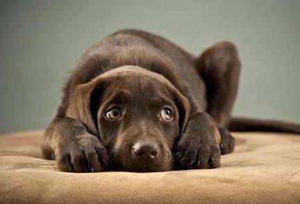 如何避免与狗狗的敌对情绪,小狗狗怕生怎么办