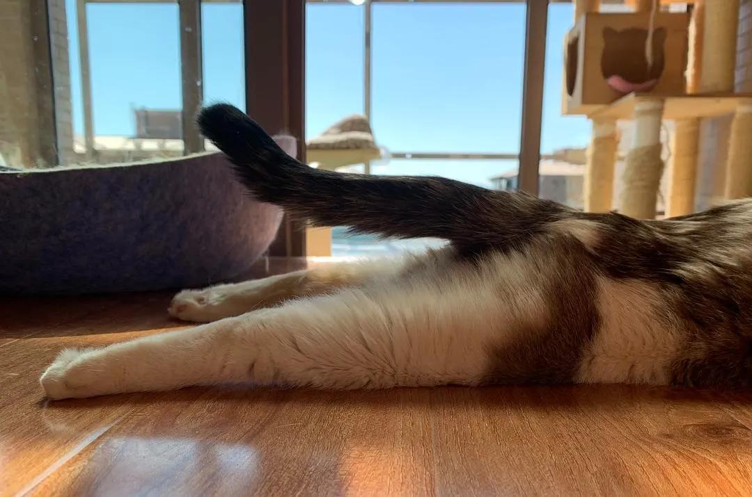 猫的终极凡尔赛：你的屏幕放不下我的腿