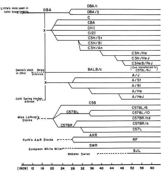 老鼠实验看人类命运,预测人类命运的老鼠实验