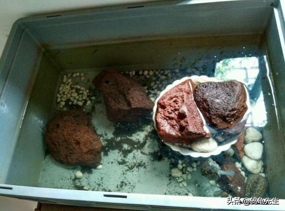 恒温箱养龟怎么冬眠,恒温养龟怎么降温冬眠