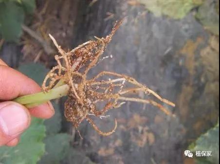 根部病害必须要灌根!但是这样灌根不仅没效果还有药害!