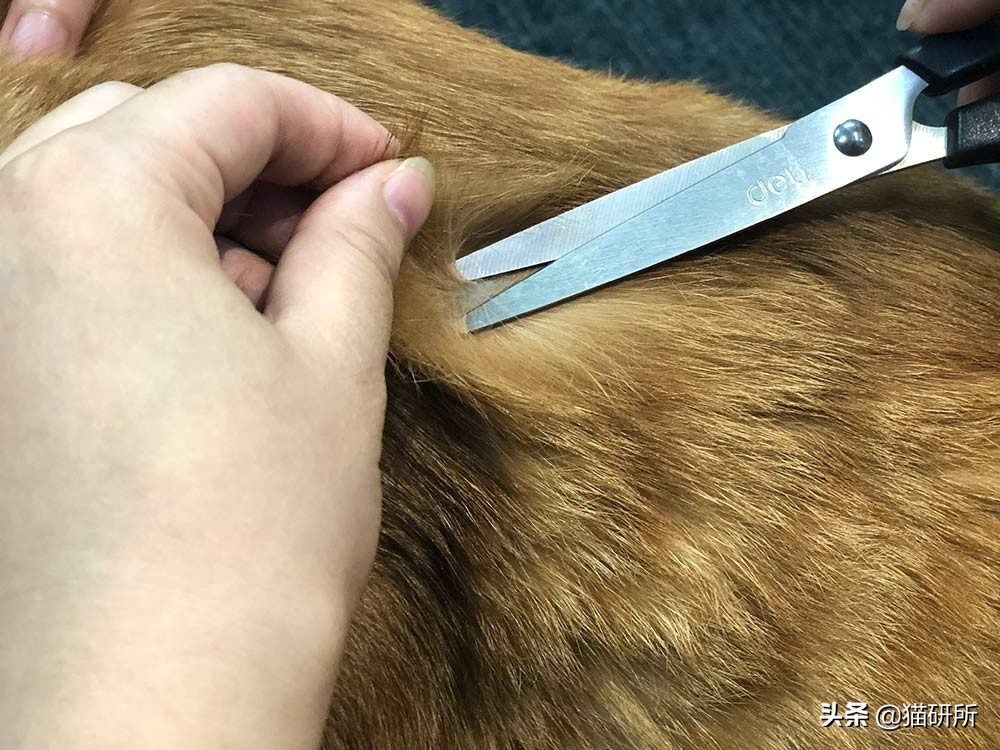 你们的猫咪猫癣怎么治好的,亲身经历的猫癣怎么治