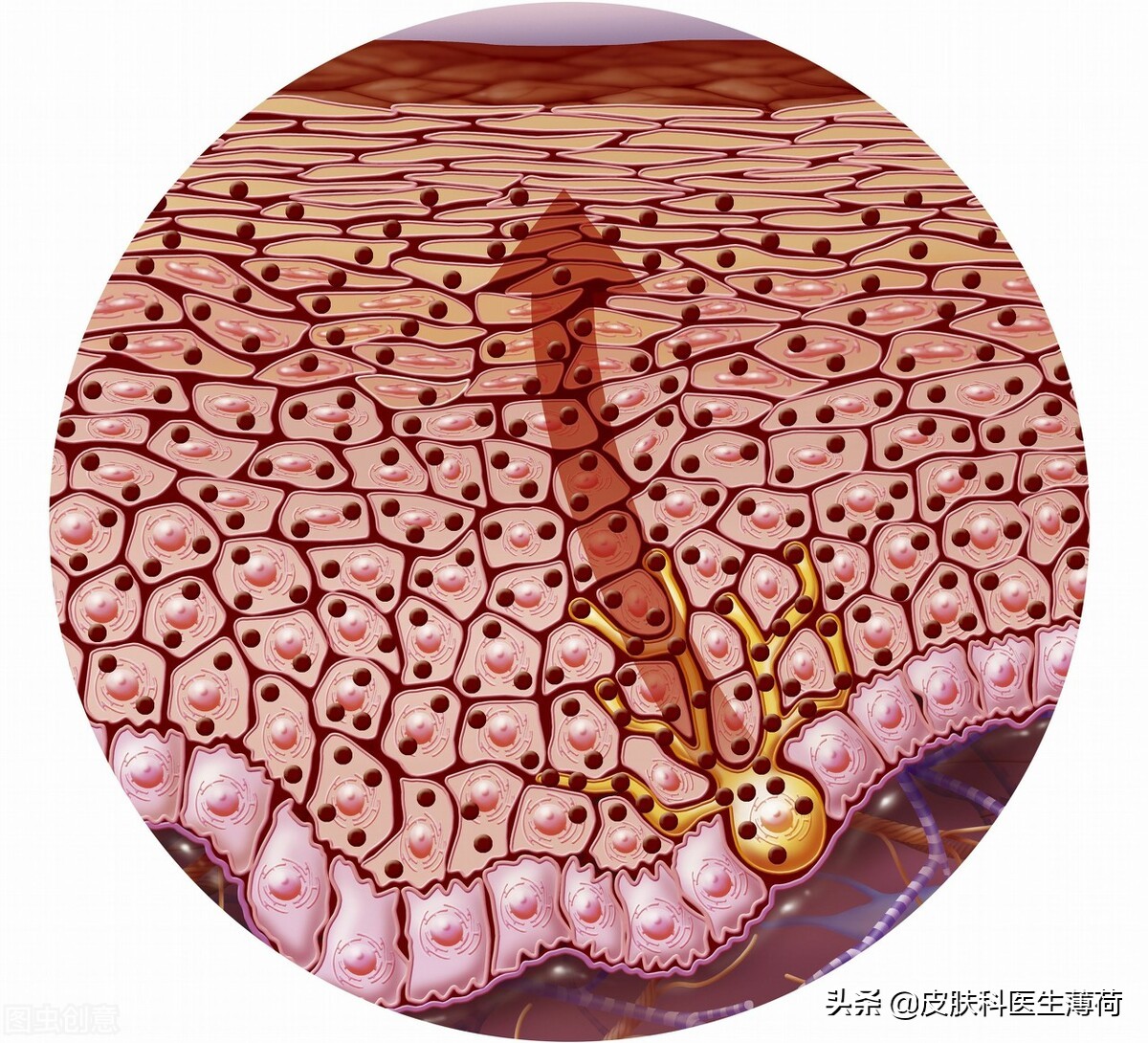 皮肤科医生教你祛痘印,医院的皮肤科主治痘痘痘印吗