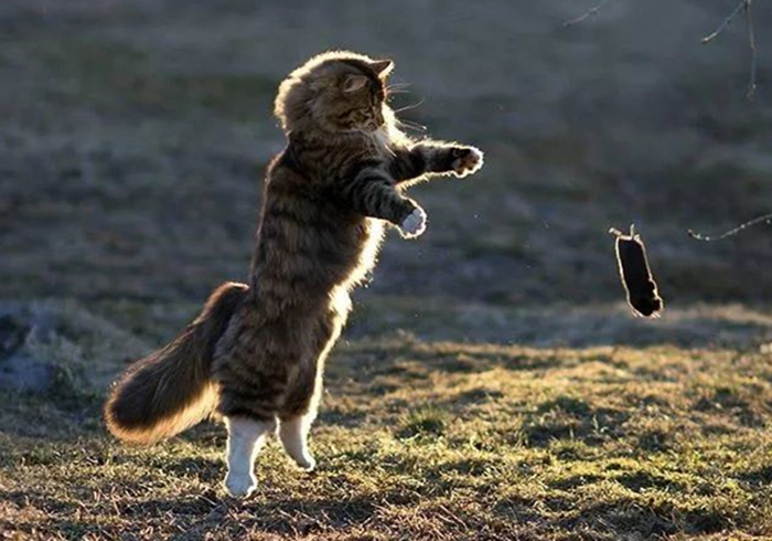 芬兰居民”云养“霸王猫，观其壮硕体型，网友感慨：这是熊吧？