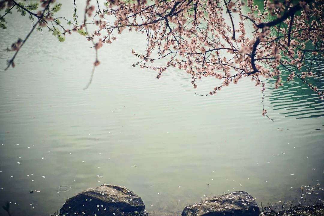 世间最美好的不过人间烟火气,世间最雅的茶