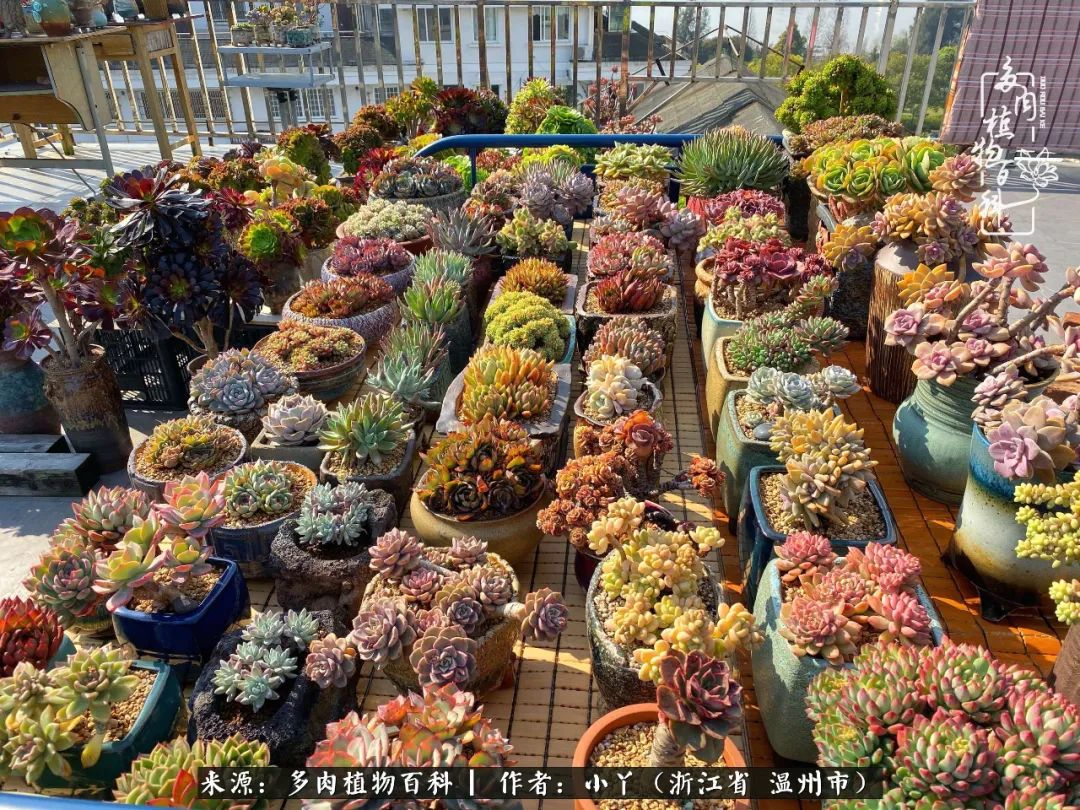 祖上无院家里无矿，一腔浪漫情怀付诸楼顶造花