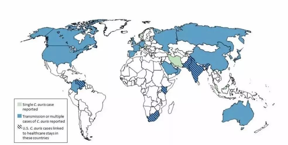 冀连梅|解读“致死率60%的超级真菌”是怎么一回事儿