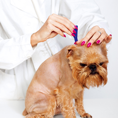 养狗新手必备狗狗用品,养狗干货