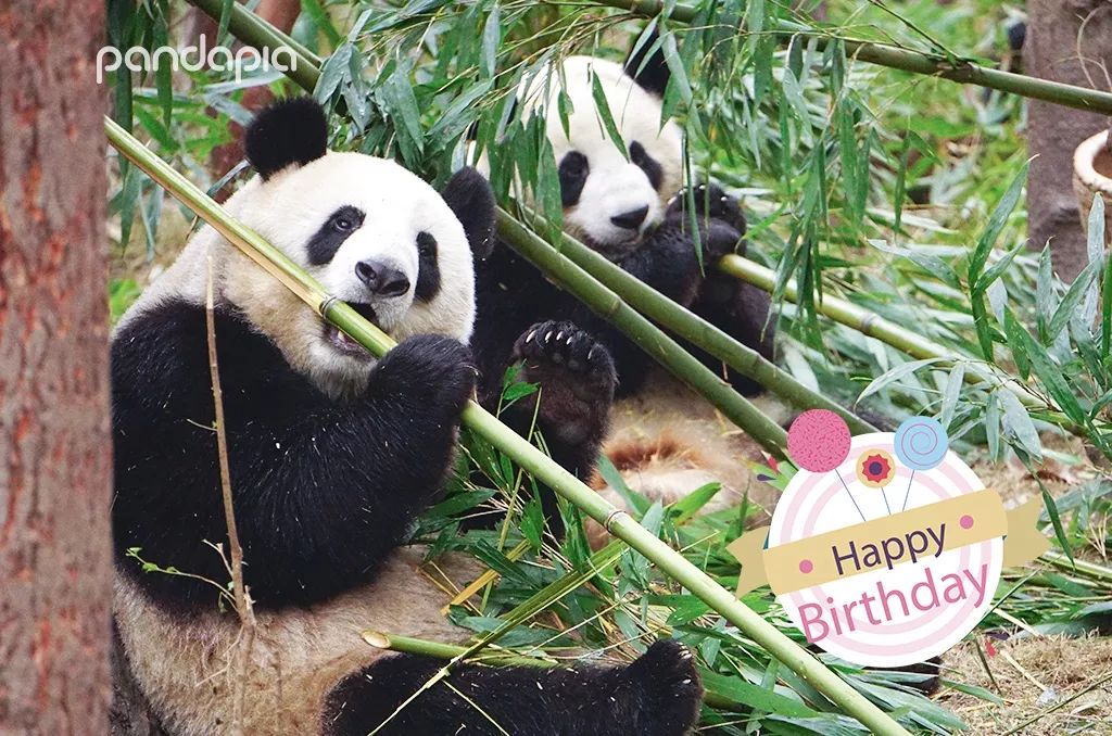 鍥藉疂缇庣櫧,鍥藉疂鐢ㄧ殑缇庣櫧闈㈣啘