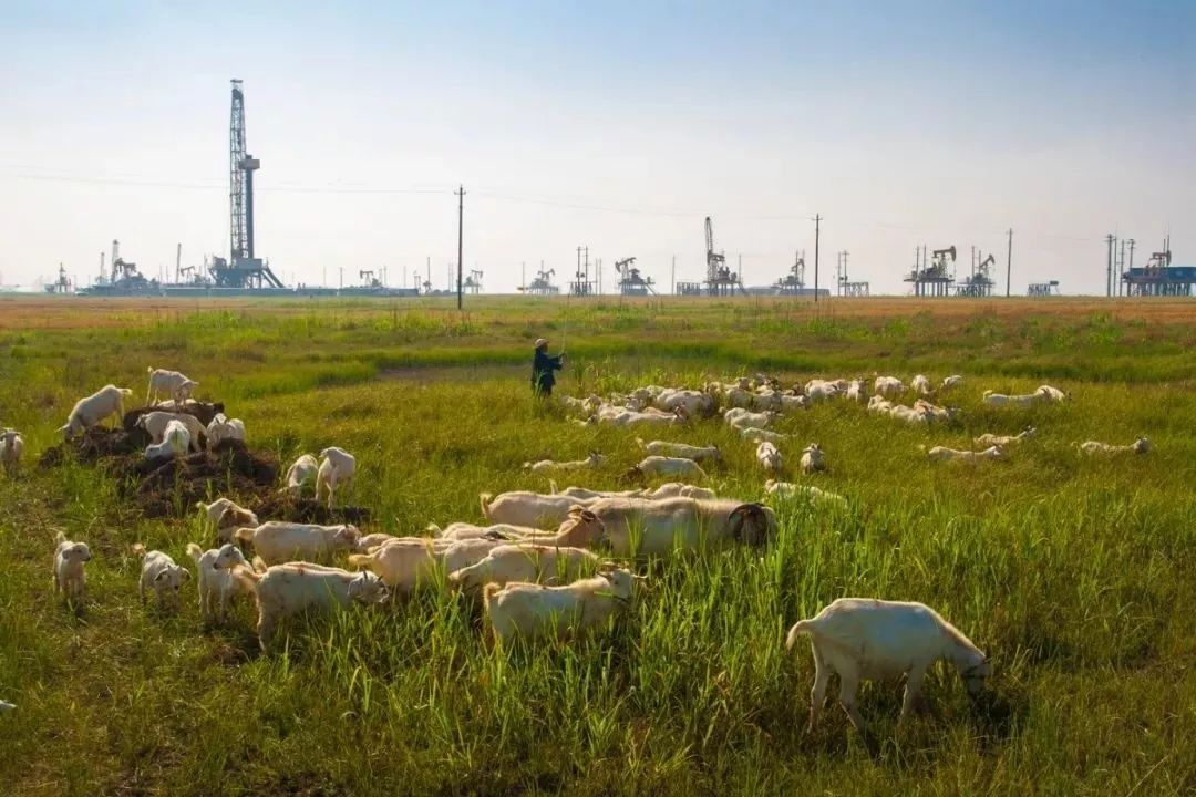 江苏油田的基本概况,华东油田和江苏油田