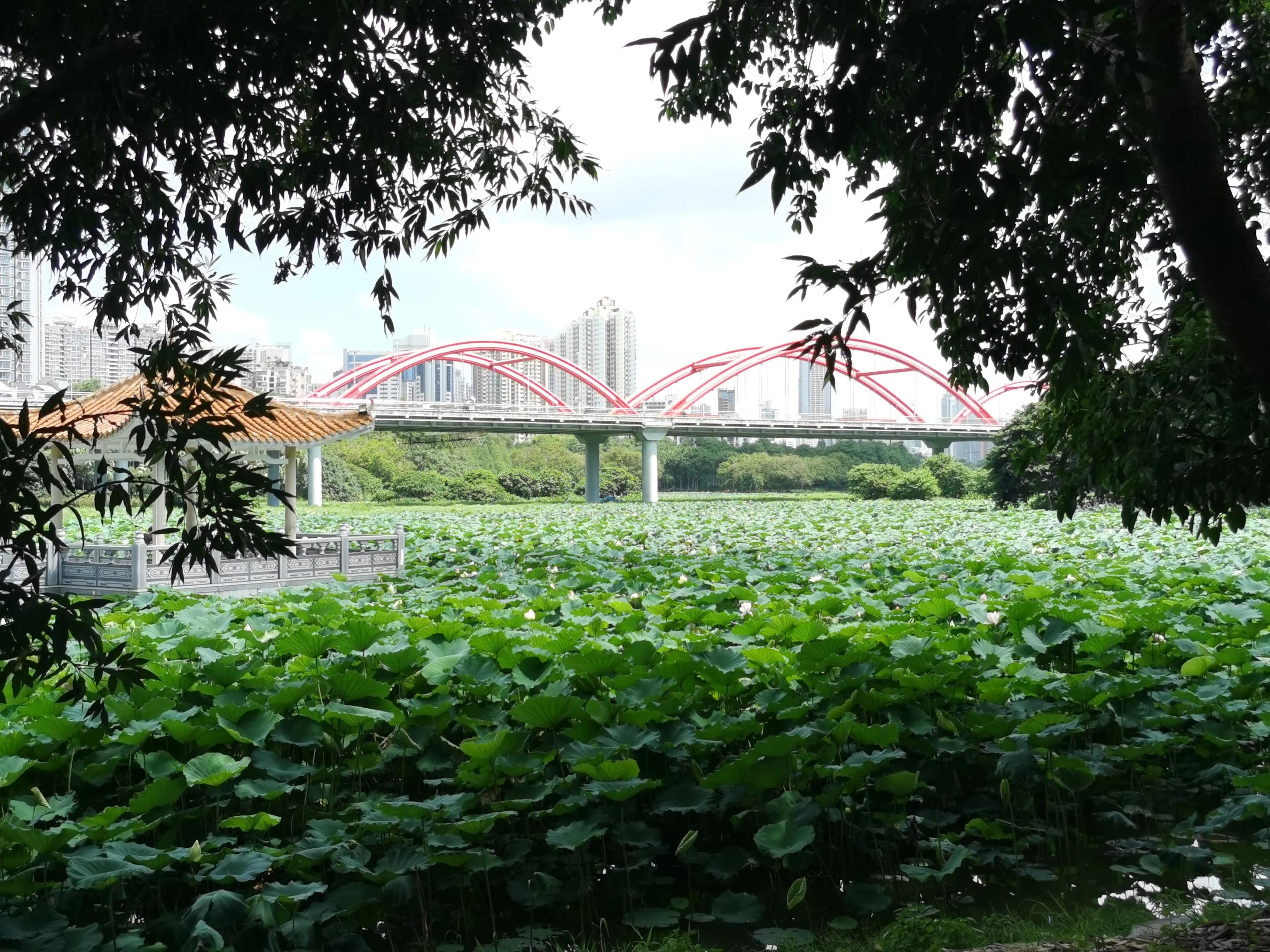 深圳洪湖公园荷花地址,深圳洪湖公园荷花排名