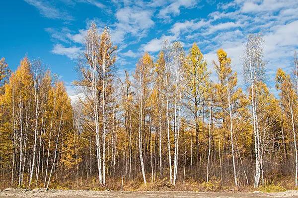 探险中俄边境之八——走过七卡八卡九卡,来到室韦