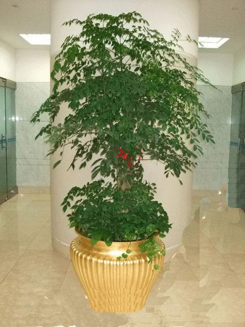 50种常见的球根花卉图片香雪兰,办公室常见花卉