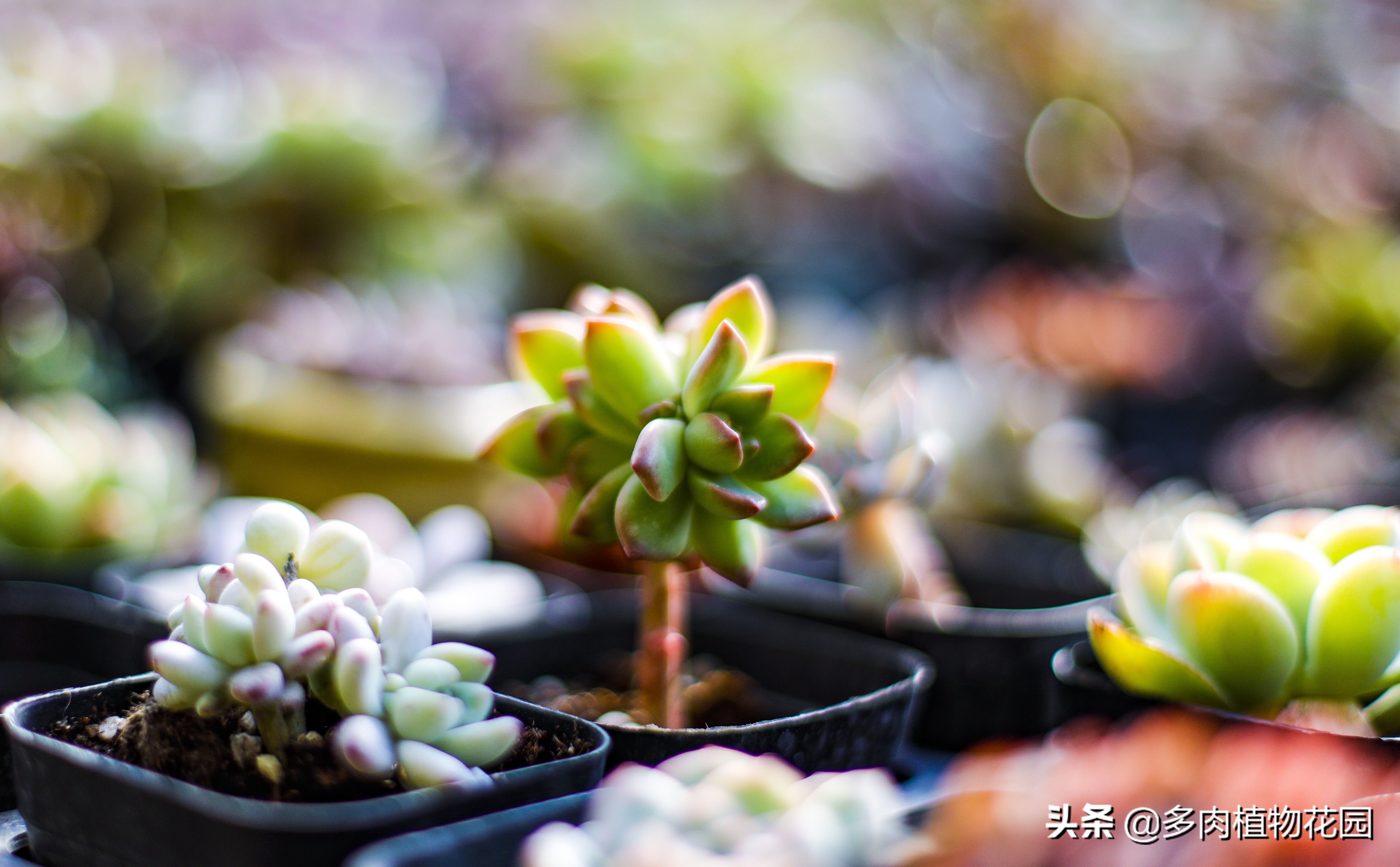 多肉植物为什么大家都喜欢,多肉植物为啥那么多人养
