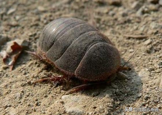 土元的养殖室温,土元的养殖技术