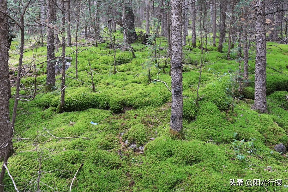 静谧森林和沙漠交界处,静谧森林红色石头