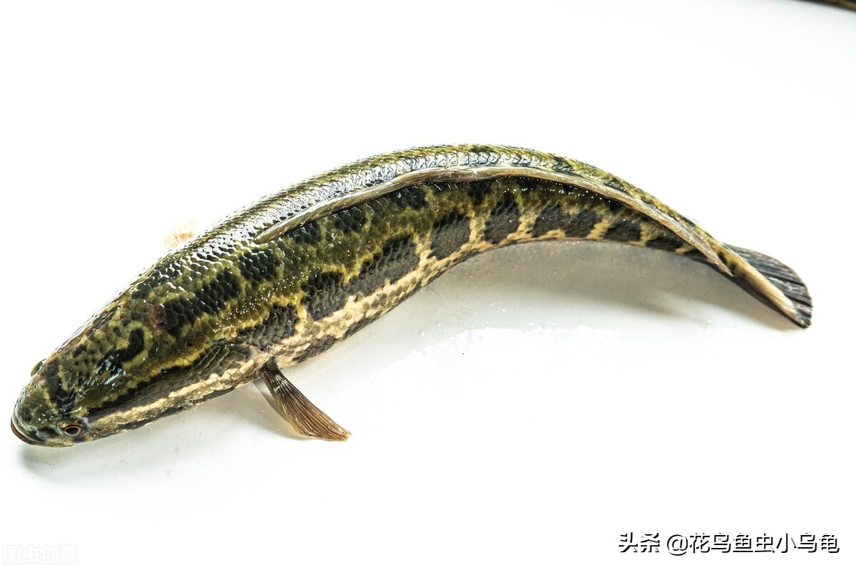 把黑鱼养在鱼缸里当宠物,大黑鱼好养还是小黑鱼好养