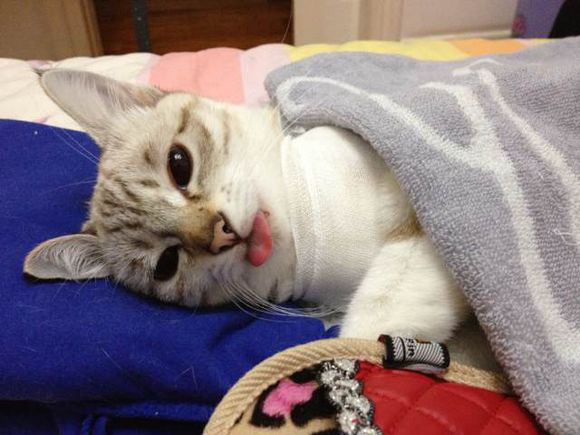 冬季猫咪发情期到来，铲屎官们无可奈何？别着急，方法都在这了