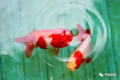 鱼药大全与使用,鱼药的正确使用方法视频