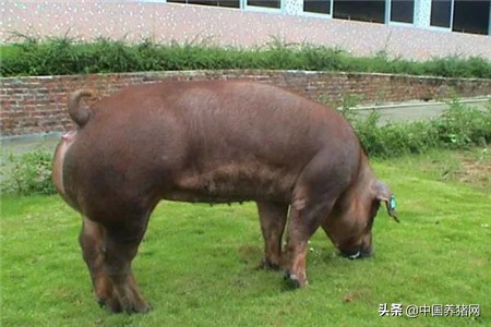 生猪价格和市场猪肉一斤相差多少,猪肉批发价连降10周云南生猪价格