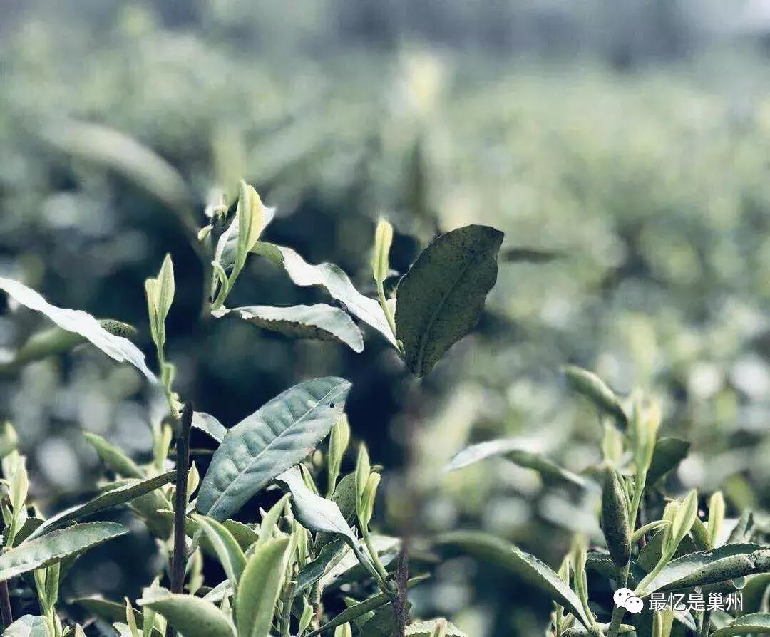 巢湖市东黄山的春茶,巢湖北乡有哪些茶