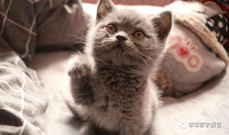 被猫抓了怎么办?:与其担心狂犬病,不如注意猫抓热