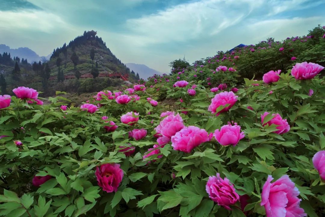 重庆北碚清明节踏青好去处,重庆巴南踏青一日游最佳攻略