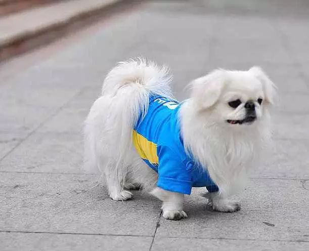 45只名犬排行,45种名犬您都认识吗