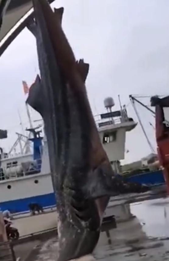 渔民误捕大鲨鱼,江苏渔民误捕3吨重鲸鲨