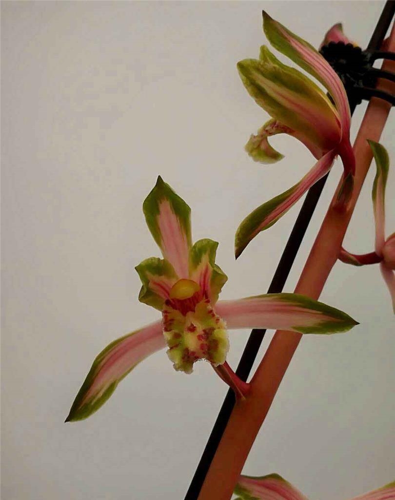 价值七位数一苗的蕙兰传世精品，*博兰**会上惊艳无比