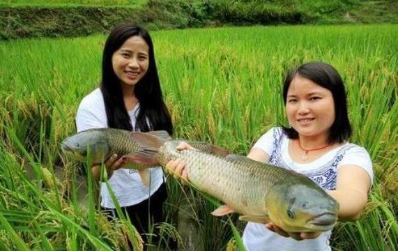 致富商机农村冷门小型加工厂,农村冷门小本创业生意