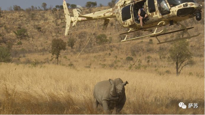 四脚倒挂吊上天运800英里？人类这般虐犀牛，背后的原因听了心酸